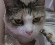 serebii600.webp serebii600.webp